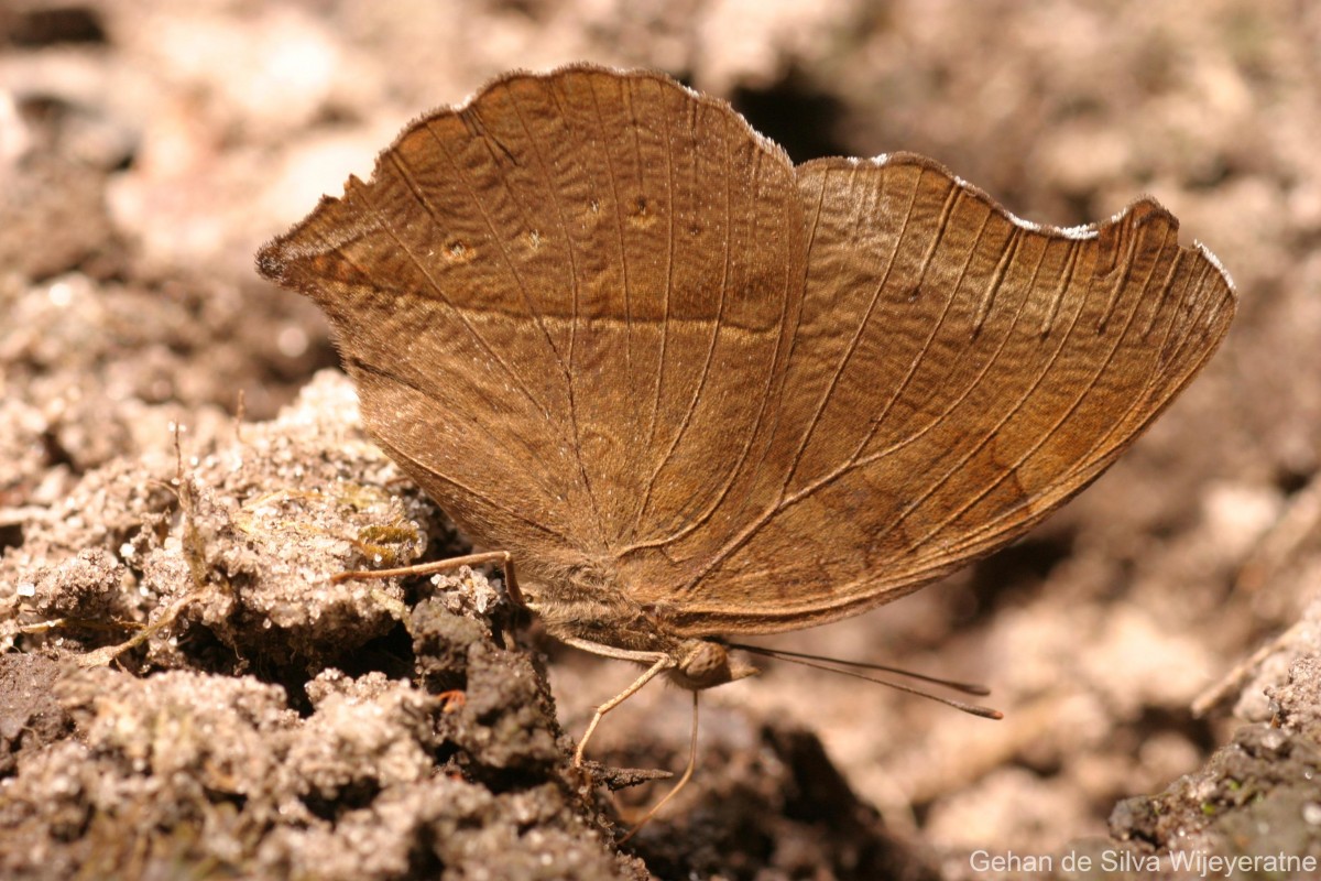 Junonia iphita Cramer, 1779